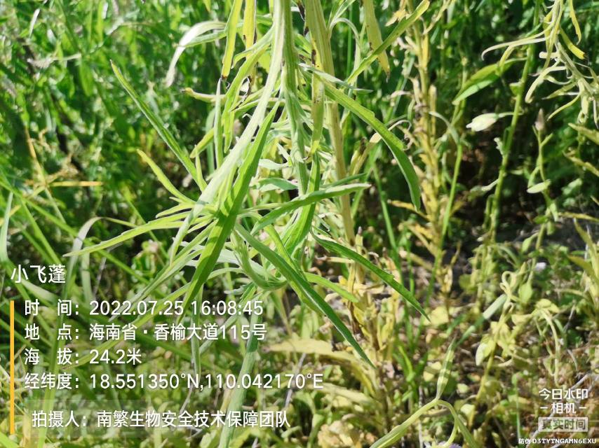 小飞蓬