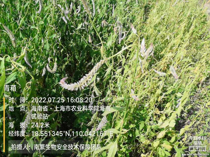 青葙
