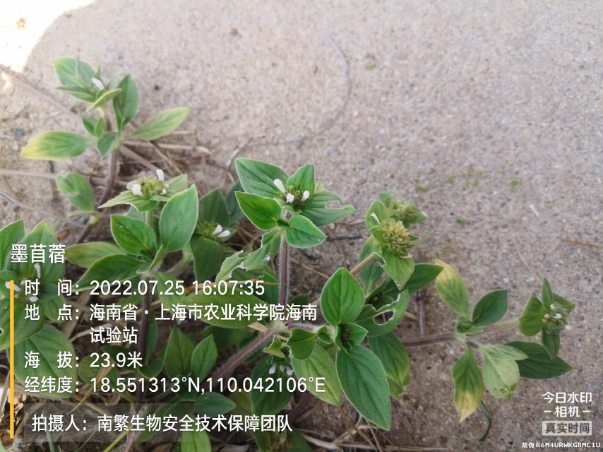 墨苜蓿