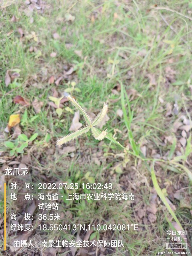 龙爪茅