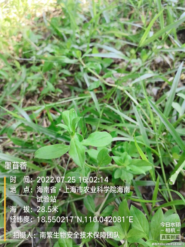 墨苜蓿