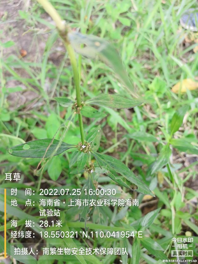 耳草