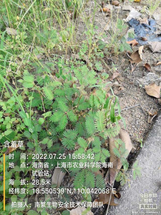 含羞草