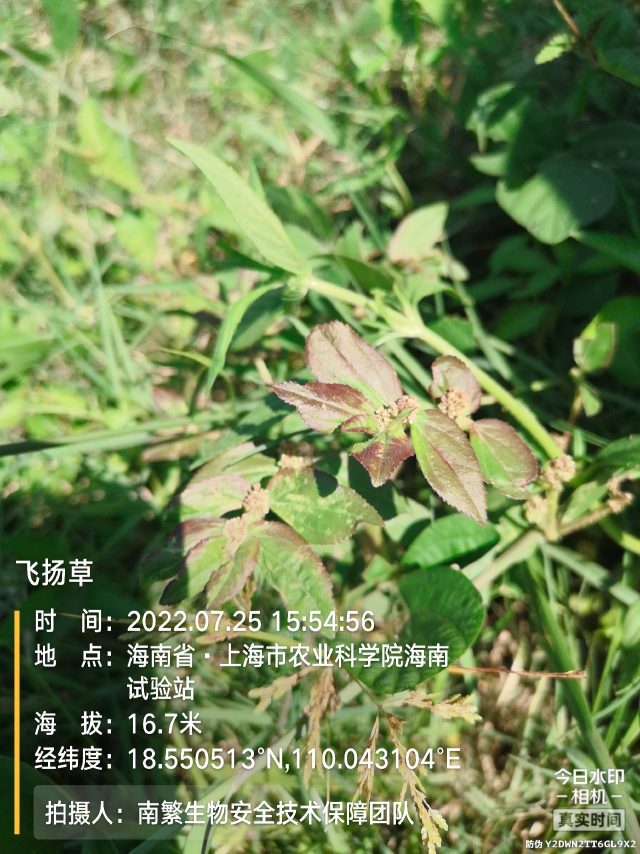 飞扬草