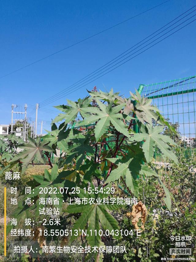 蓖麻