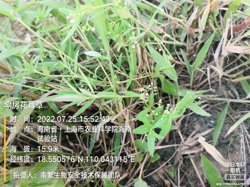 伞房花耳草