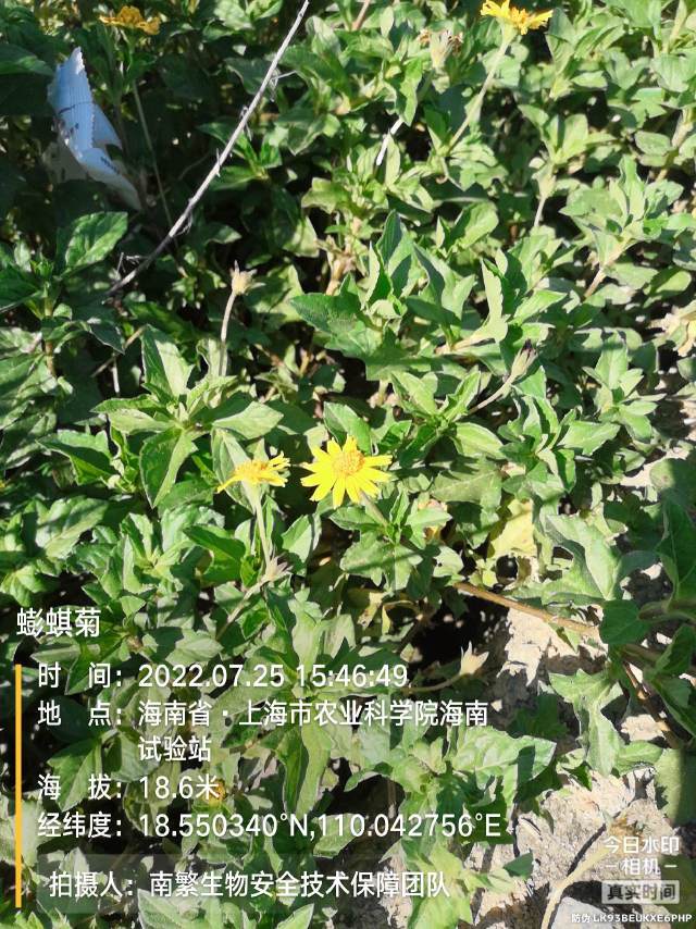 蟛蜞菊