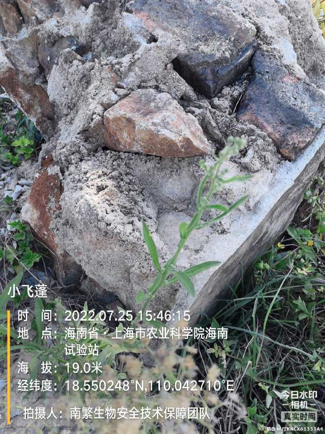 小飞蓬