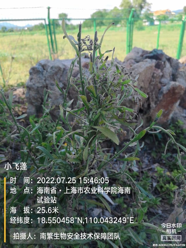 小飞蓬