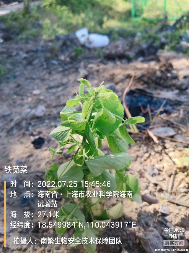 铁苋菜
