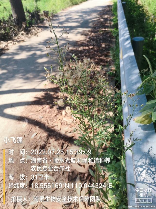 小飞蓬