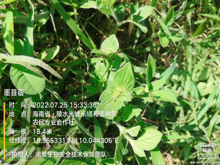 墨苜蓿