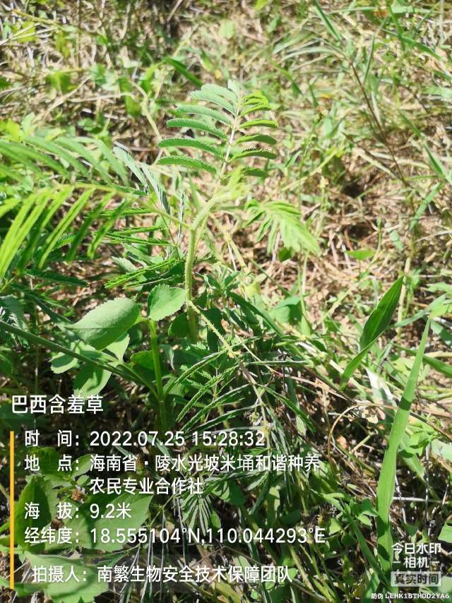巴西含羞草