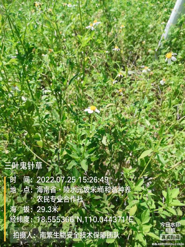 三叶鬼针草