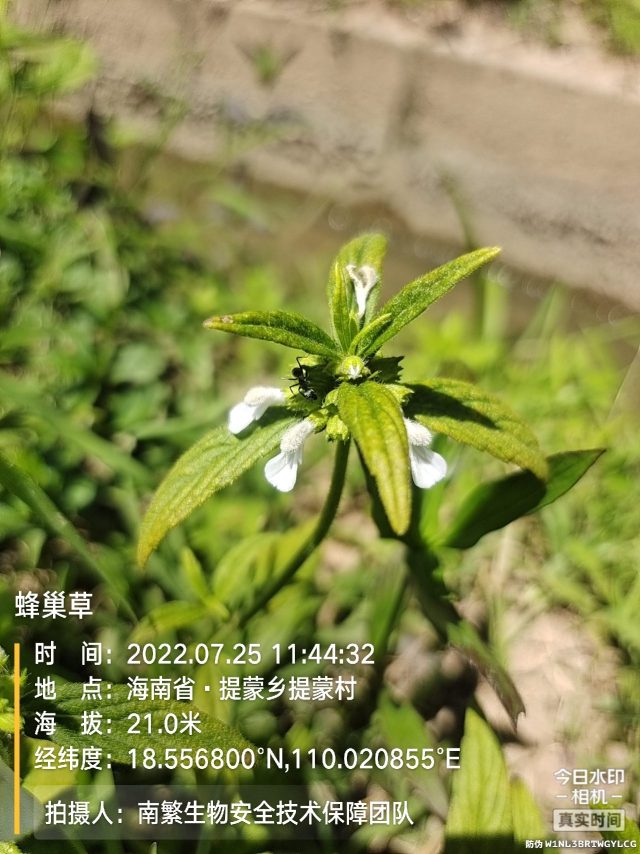 蜂巢草