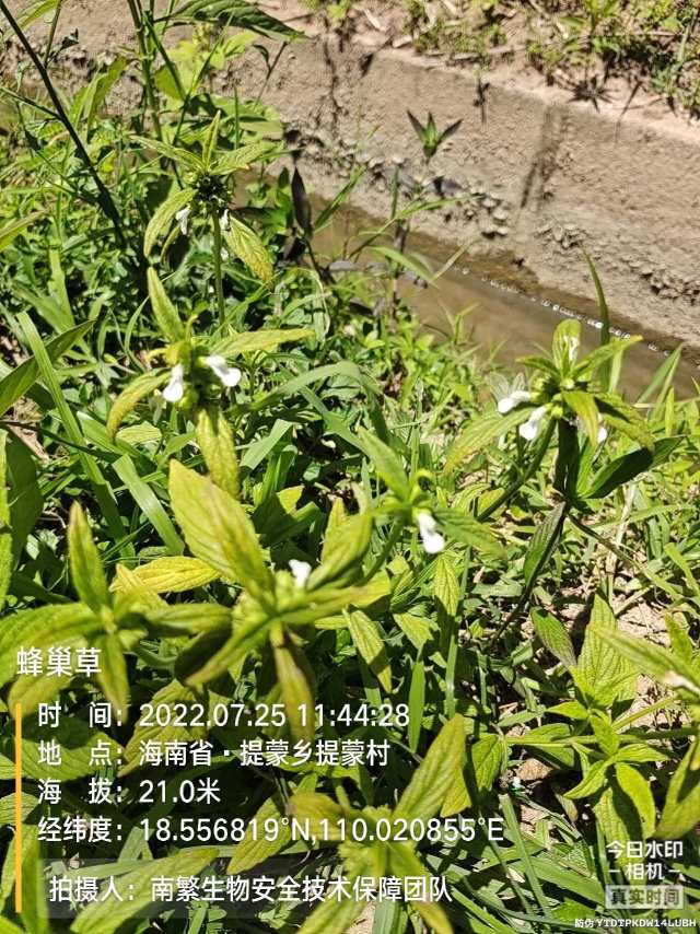 蜂巢草