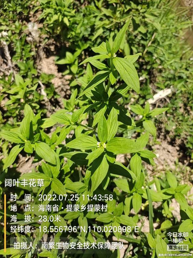 阔叶丰花草