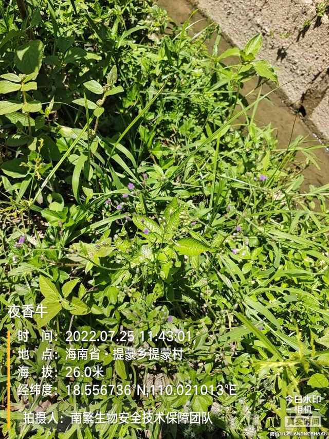 夜香牛