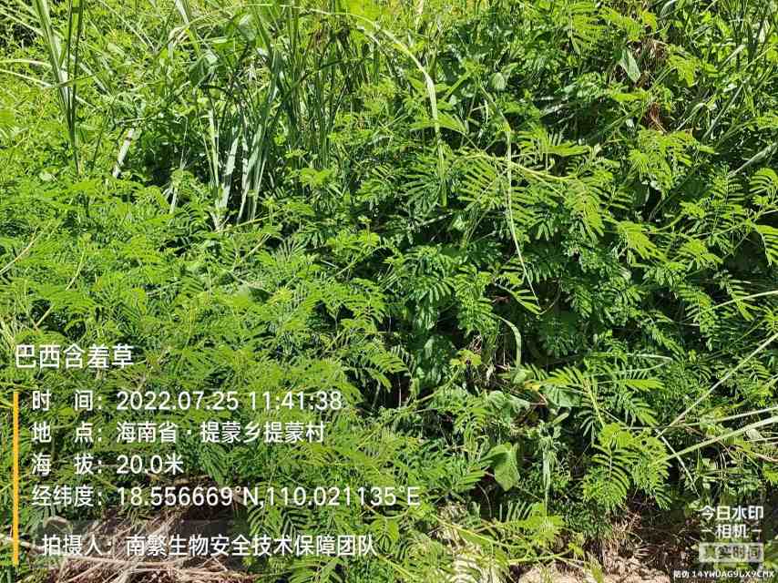 巴西含羞草