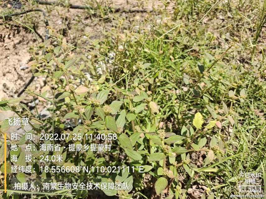 飞扬草