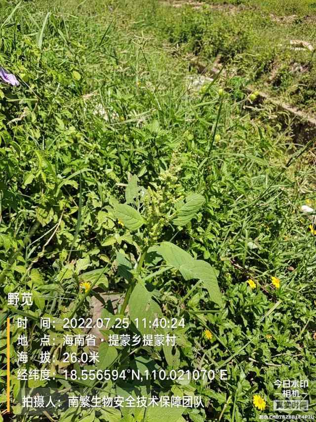 野苋