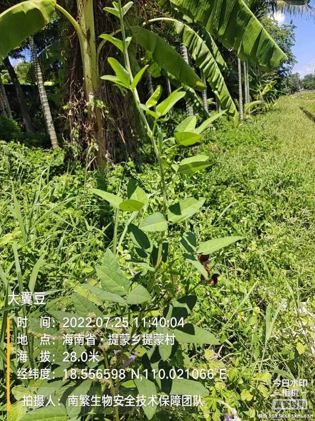 大翼豆