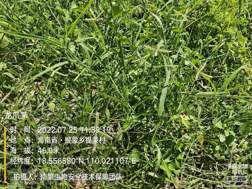 龙爪茅