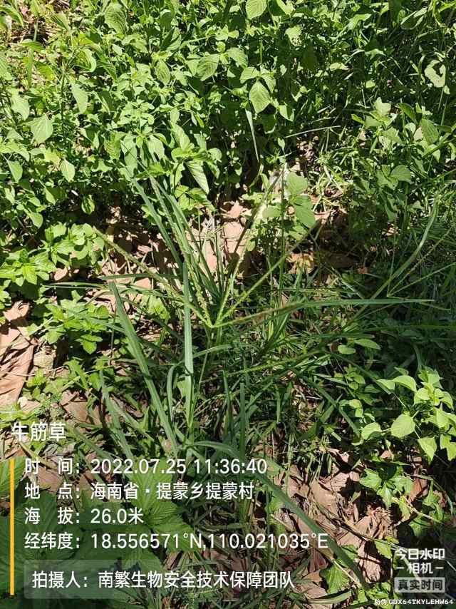 牛筋草