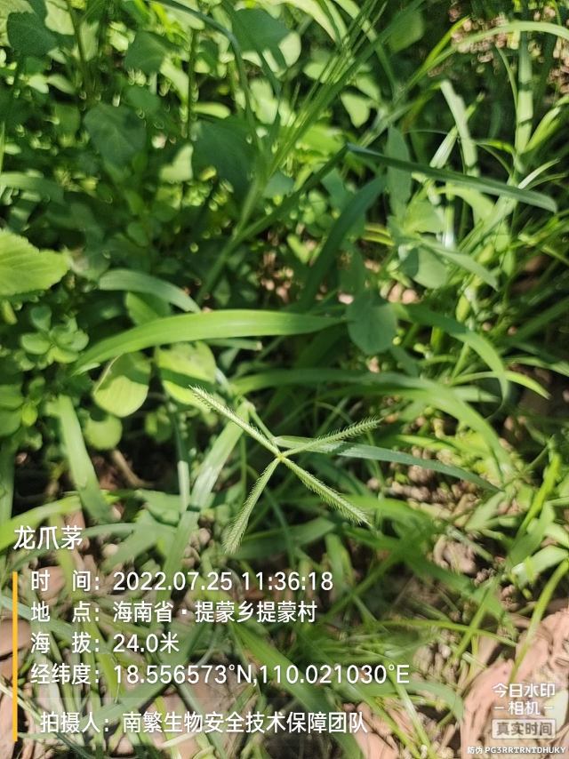 龙爪茅