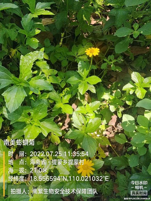 南美蟛蜞菊
