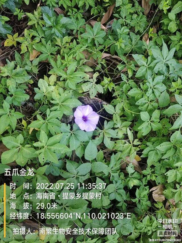 五爪金龙