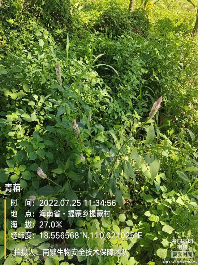 青葙