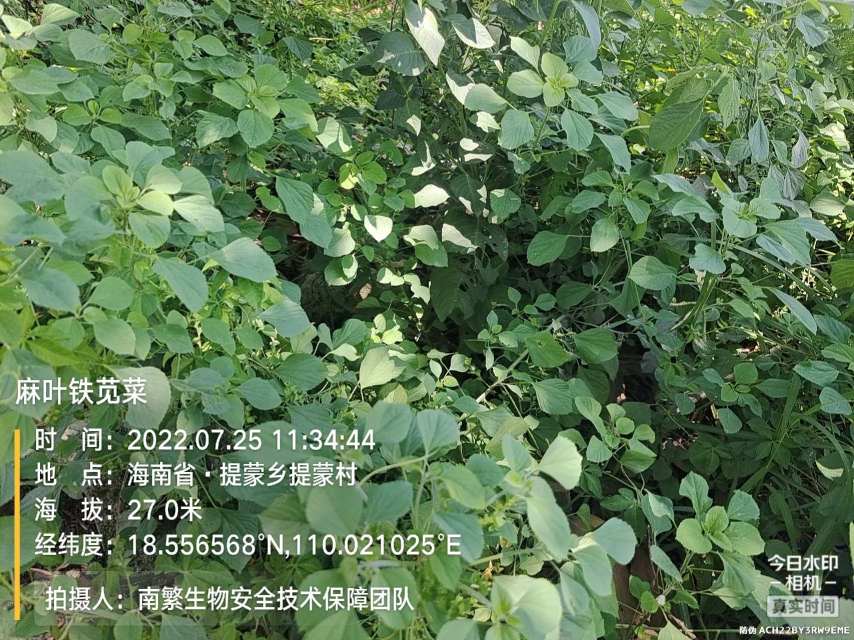 麻叶铁苋菜