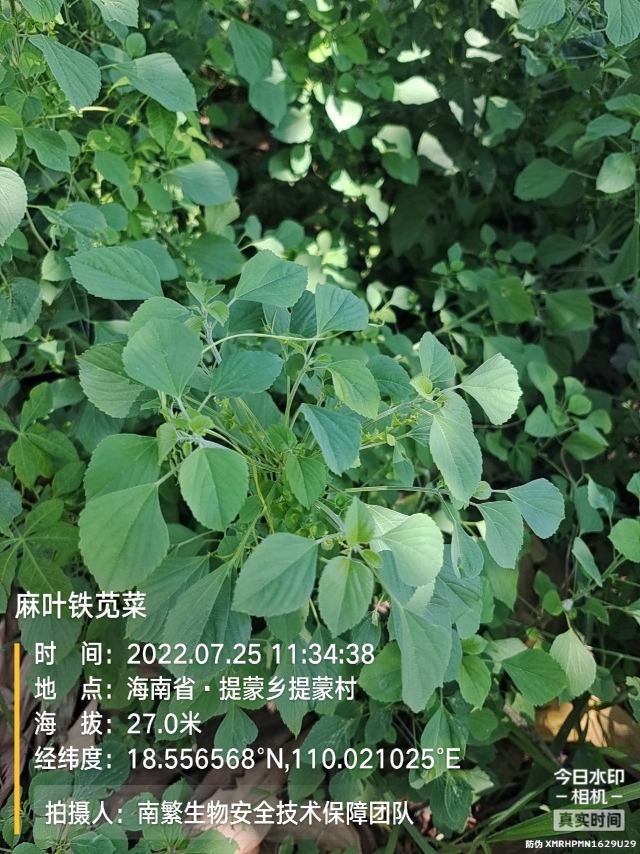 麻叶铁苋菜