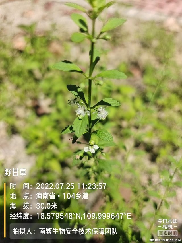 野甘草