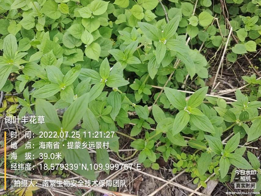 阔叶丰花草