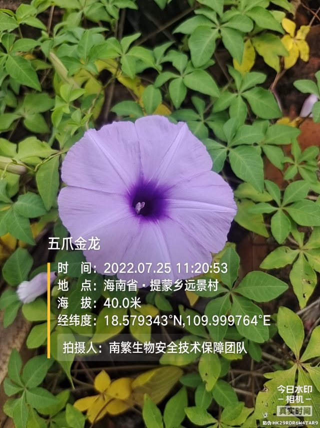 五爪金龙