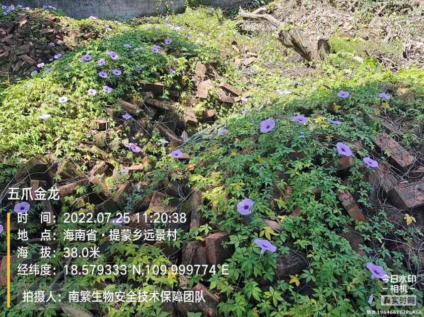 五爪金龙