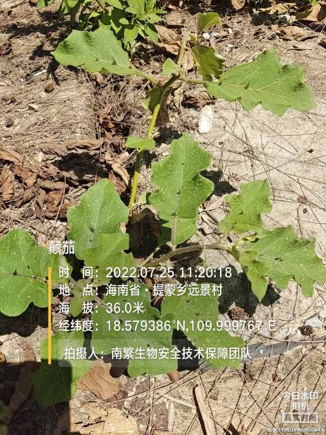 颠茄
