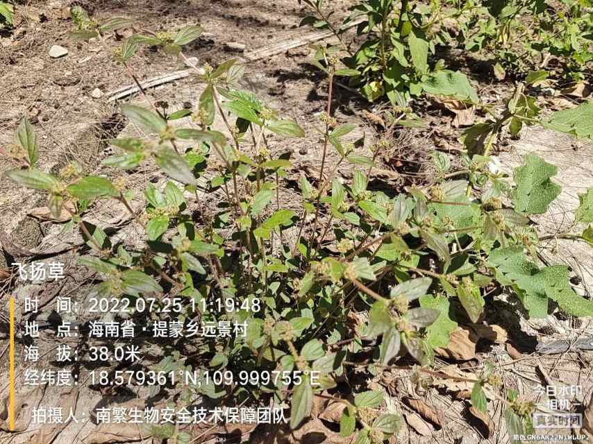 飞扬草