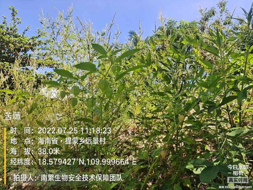 苦蘵