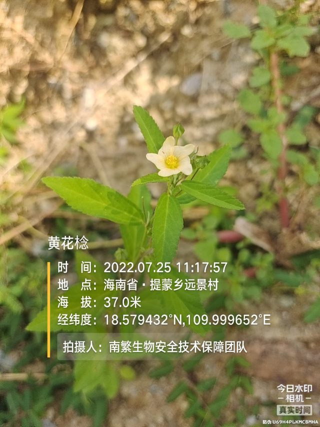 黄花棯