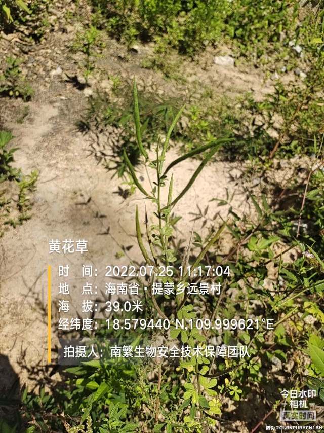 黄花草