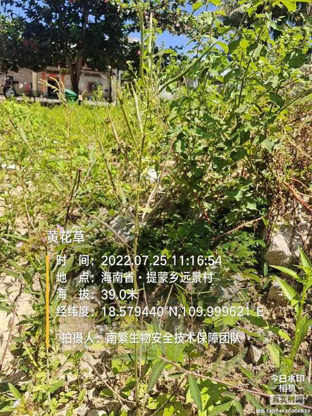 黄花草