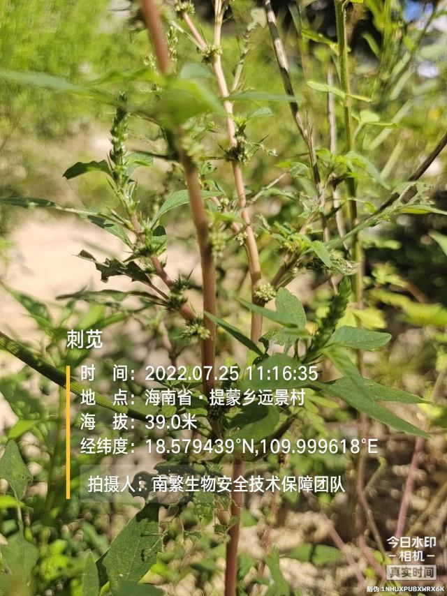 刺苋