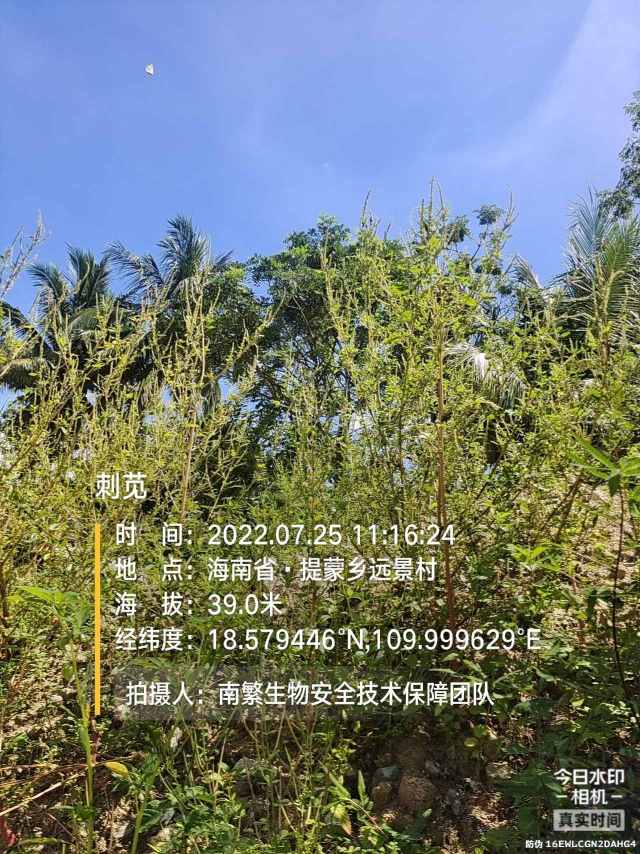 刺苋