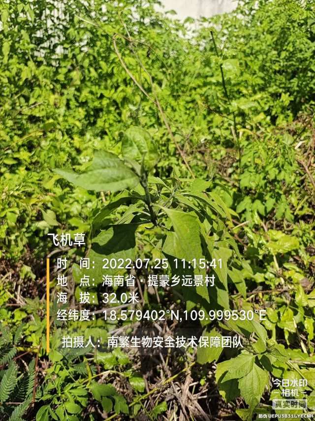 飞机草