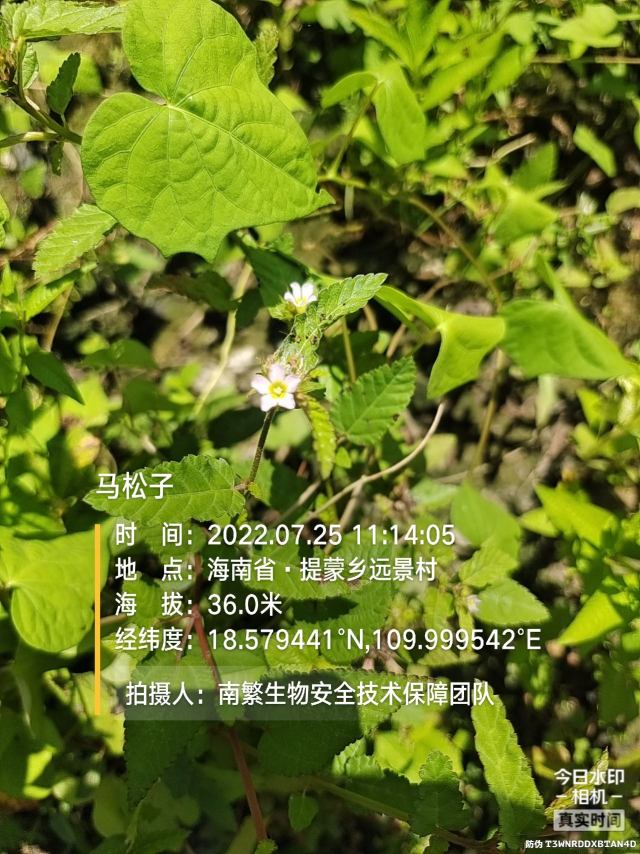 马松子