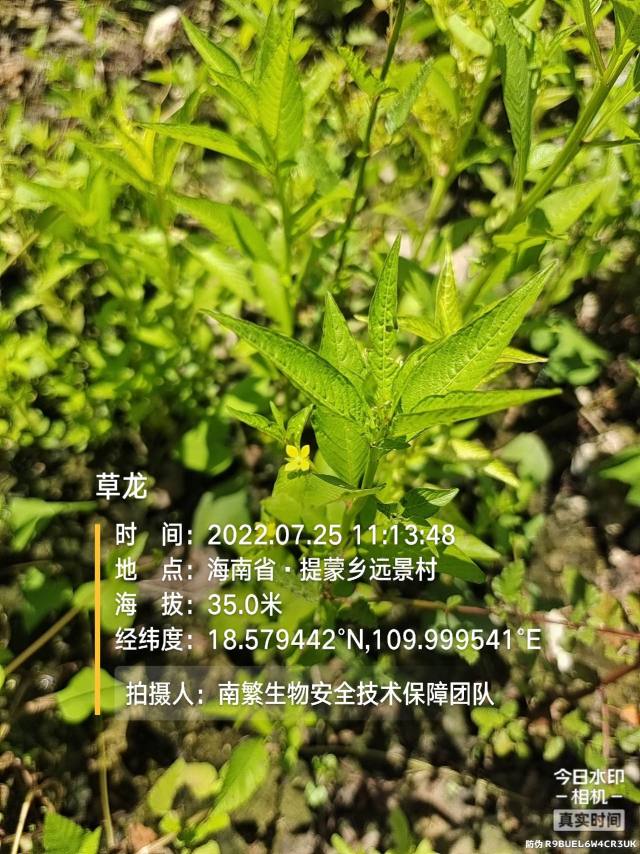 草龙