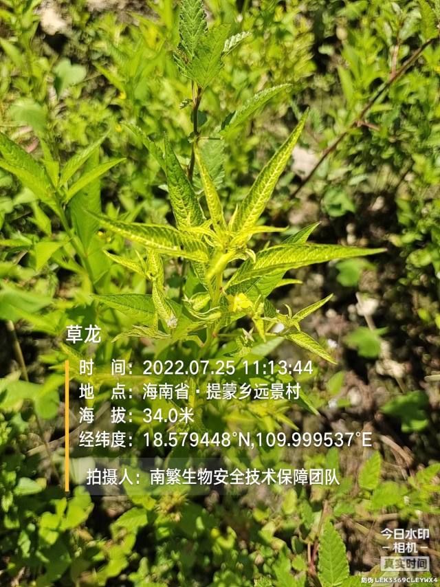 草龙